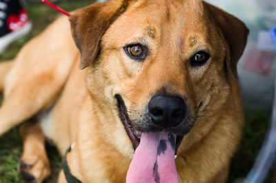 Close-up portrait of dog