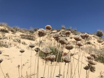 Panoramic view of flowering plants on land against sky