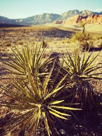 Close-up of plant on land