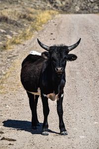 Portrait of black steer standing outdoors