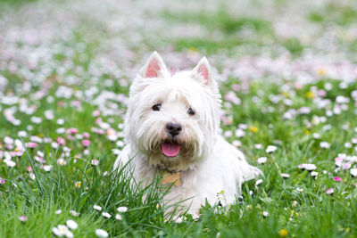 Close-up portrait of a dog on grassland