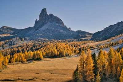 View of an autumn forest