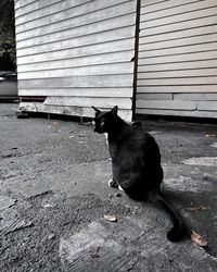 Side view of a black cat