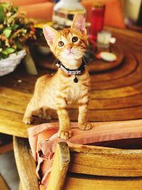 Portrait of kitten sitting on wood