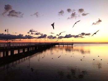 Silhouette birds flying over lake against sky during sunset