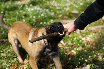 Cropped hand of man with dog on field