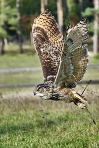 Close-up of a bird flying over a field