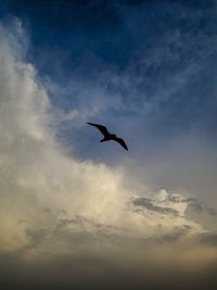 Low angle view of seagull flying in sky