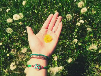 Cropped image of hand holding dandelion over field