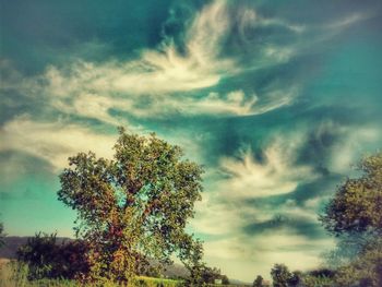 Low angle view of trees against sky