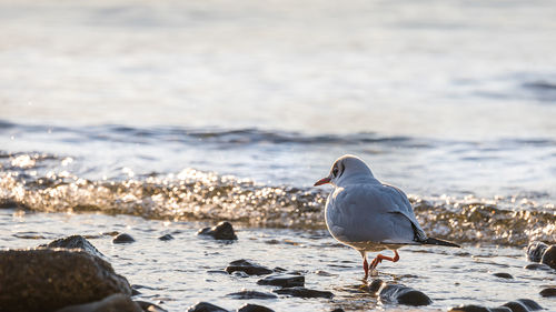 Seagull perching on a beach