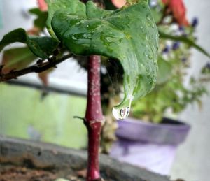 Close-up of plant against blurred background