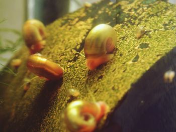 Close-up of green leaf