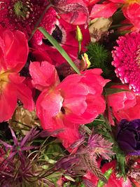 Close-up of red flowers