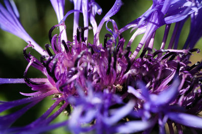 Close-up of purple flowering plant