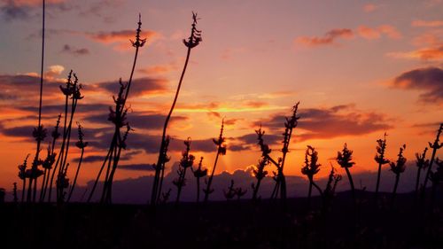 Silhouette plants on field against orange sky