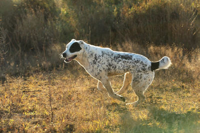 Side view of a horse on field