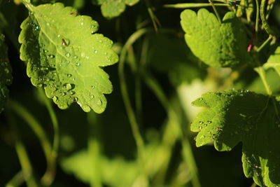 Close-up of wet plant