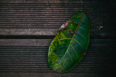 High angle view of green leaves on table