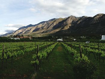 Vineyard scene against the sky