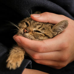 Close-up of hand holding cat