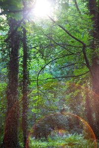 Low angle view of trees in forest