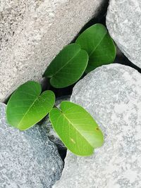 High angle view of leaves on rock