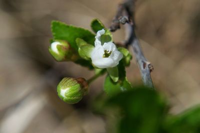 Close-up of green flowering plant