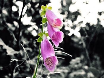 Close-up of pink flowers