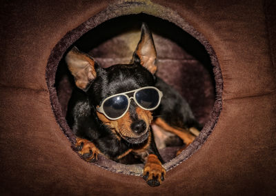 Close-up portrait of small dog