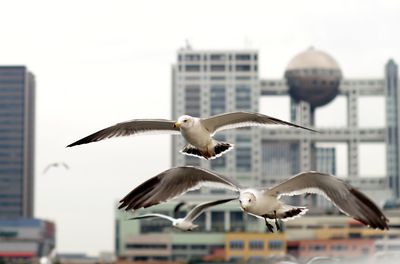 Seagull flying in city against sky