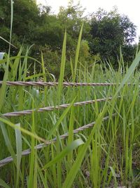 Close-up of bamboo plants growing on field