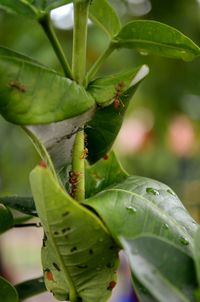 Close-up of fresh green plant