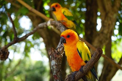 Close-up of parrot perching on tree