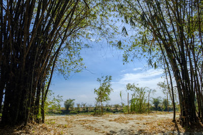 Scenic view of trees against sky