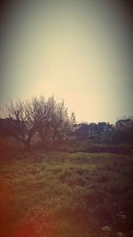 Scenic view of grassy field at sunset