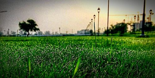 Scenic view of grassy field against sky