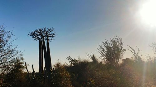 Low angle view of trees against sky during sunset
