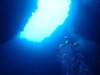 View of coral underwater