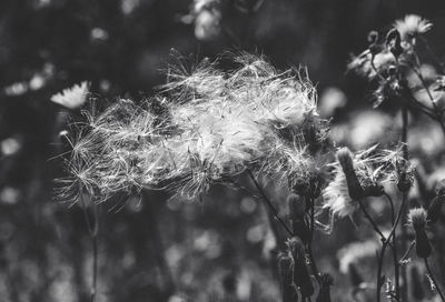 Close-up of dandelion seeds