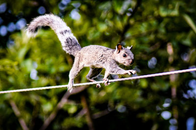 Squirrel on tree