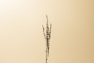 Low angle view of plant against sky