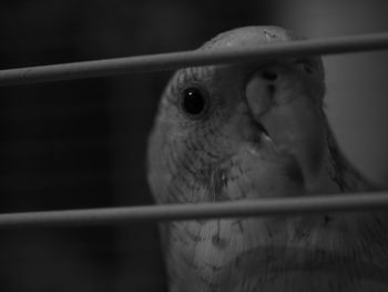Close-up of a parrot in cage