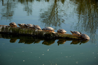 Tortoise on fallen tree trunk in lake