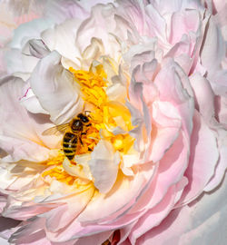 Close-up of bee pollinating on flower