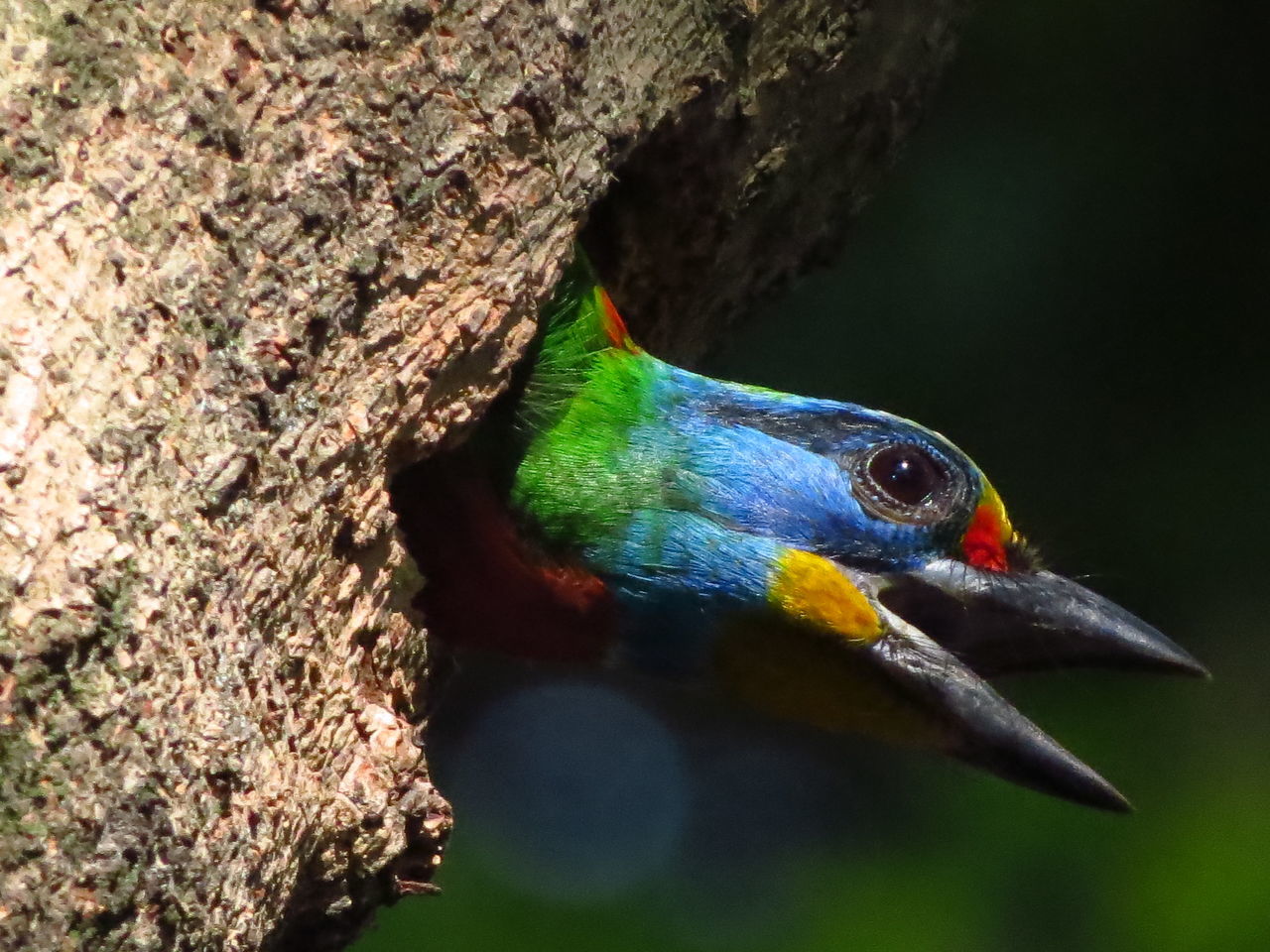 CLOSE-UP OF A BIRD PERCHING ON TREE