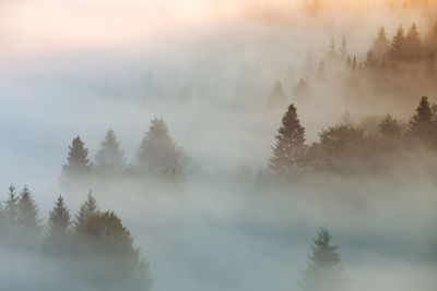 Trees in forest during foggy weather