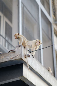 Portrait of a monkey in phra prang sam yot, lopburi, thailand