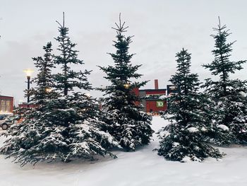 Snow covered trees by building against sky