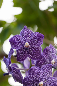 Purple spotted aranda orchid flower vandaceous hybrid blooms in a garden.